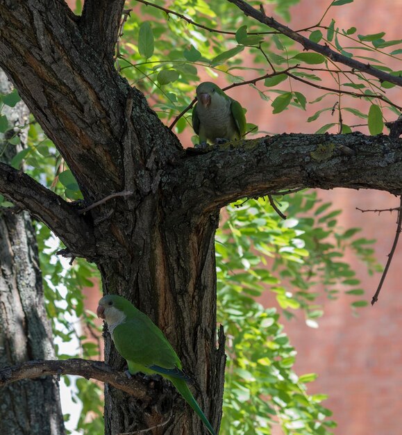 モンクインコ (Myiopsitta monachus)