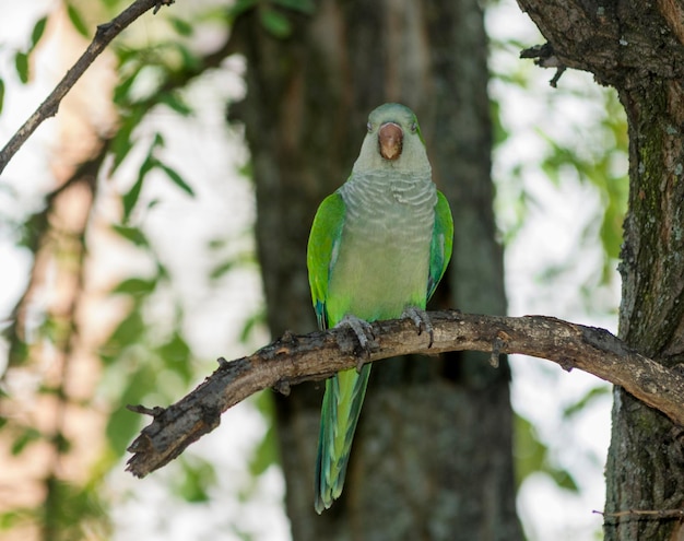 Monk Parakeet (Myiopsitta monachus)