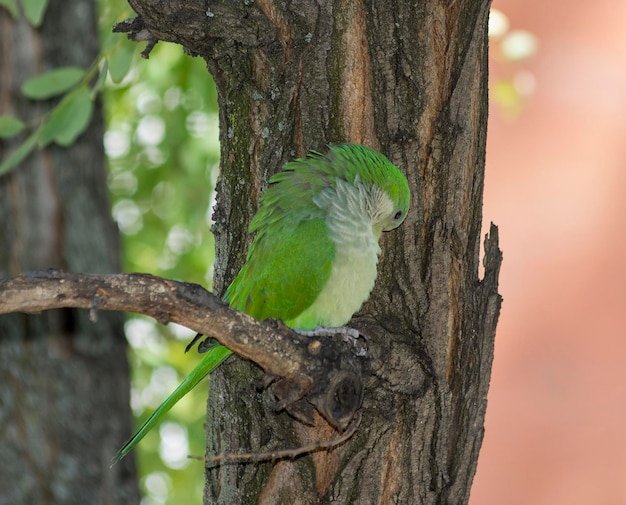 Monk Parakeet (Myiopsitta monachus)