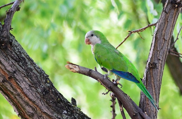 Monk Parakeet (Myiopsitta monachus)