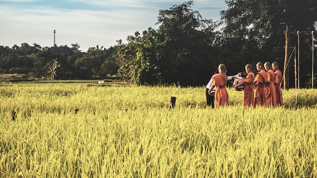 Monk with Paddy rice field in Thailand