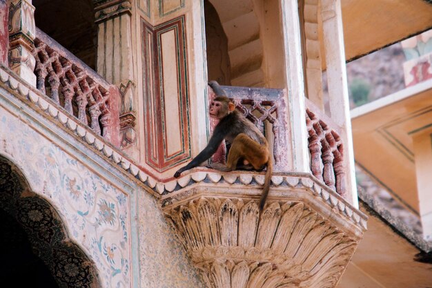 Foto scimmia in procinto di saltare dal bordo di un edificio storico