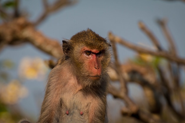 Photo monkey alone in the middle city cheerfulness