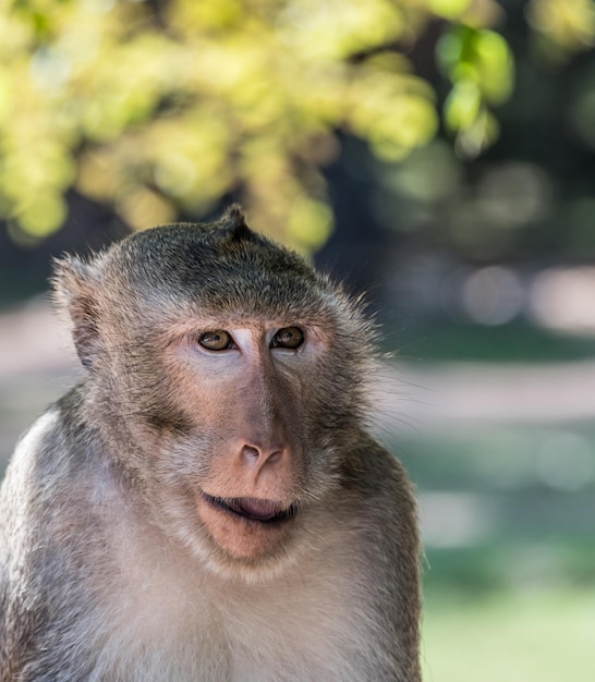 Monkey in Angkor Wat Cambodia