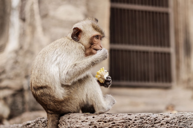 Photo monkey are eating food on brick of zoo.