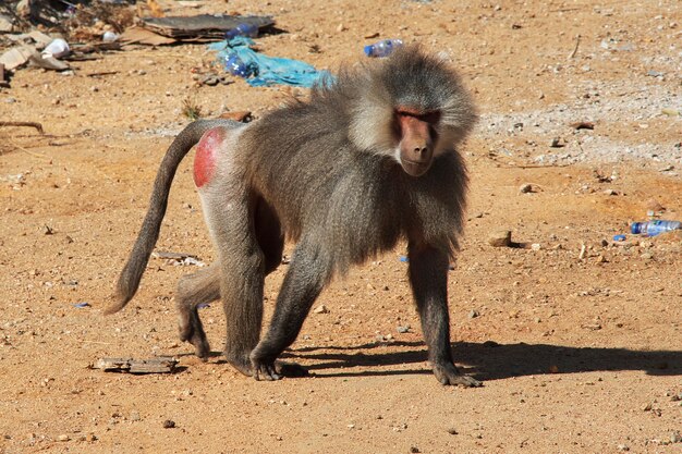 The monkey in Asir region of Saudi Arabia