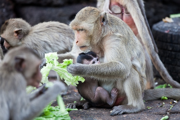 Monkey and baby eating vegetable in the park in sunny day