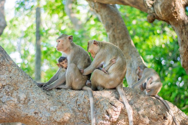 monkey and baby in her hug 