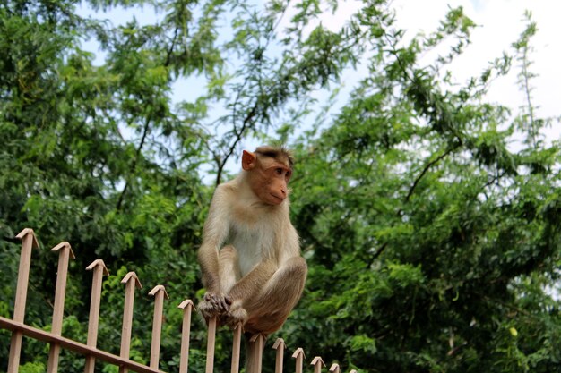 Photo monkey in the badami cave temple india