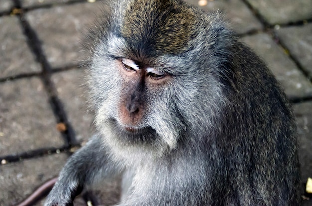 Monkey on Bali, Ubud