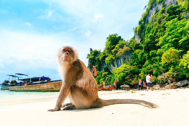 Monkey Beach, Phi Phi Islands, Thailand