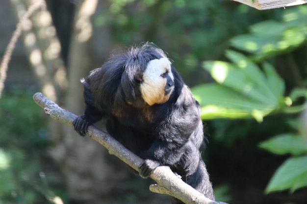 Photo monkey on branch