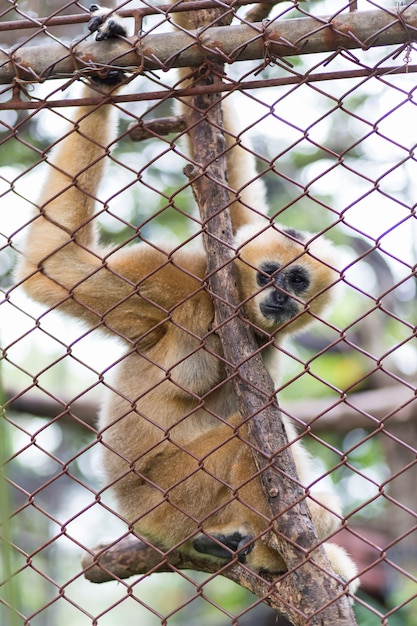 원숭이, 갈색 긴팔 원숭이 또는 Lar Gibbon in Dusit Zoo, Thailand.