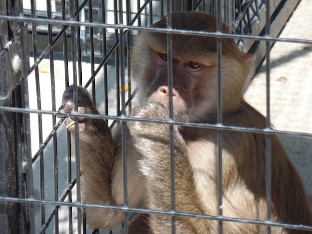 Photo monkey in cage at zoo