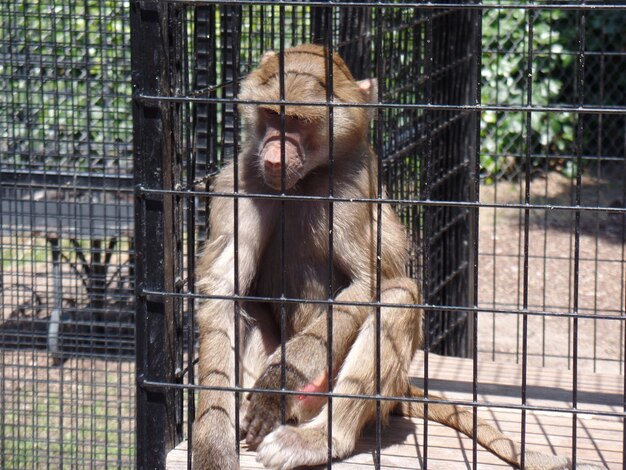 Monkey in cage at zoo