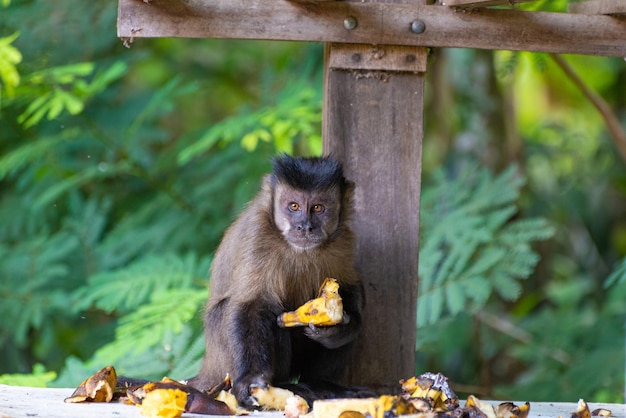 브라질의 시골 지역에 있는 원숭이 카푸친 원숭이가 과일 자연 채광 선택적 초점을 먹고 있습니다.