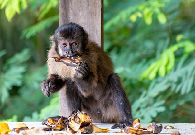 브라질의 시골 지역에 있는 원숭이 카푸친 원숭이가 과일 자연 채광 선택적 초점을 먹고 있습니다.