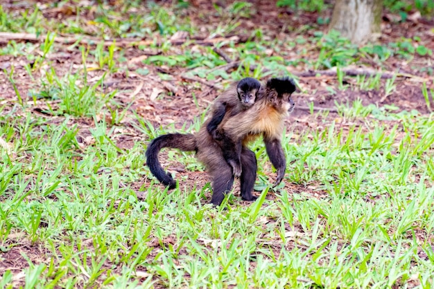 ブラジルの農村地域のサル オマキザル