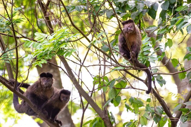 Monkey capuchin monkey in a woods in Brazil among trees in natural light selective focus