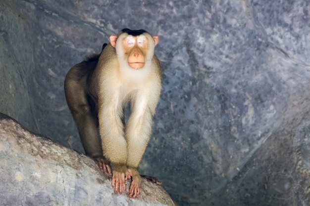 Monkey in a cave