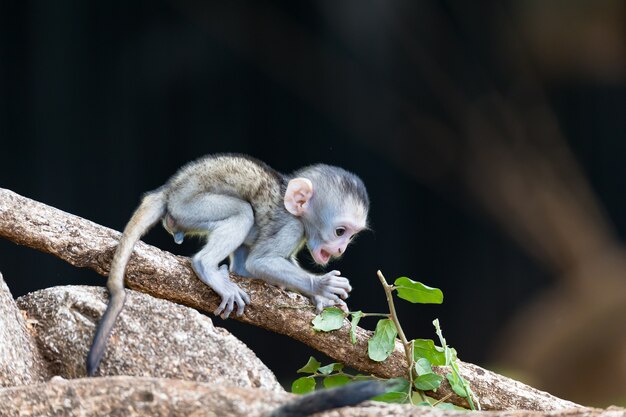 The monkey climbs around on a branch