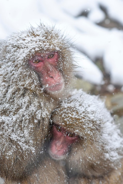 Monkey couple hold together in a big snowing day