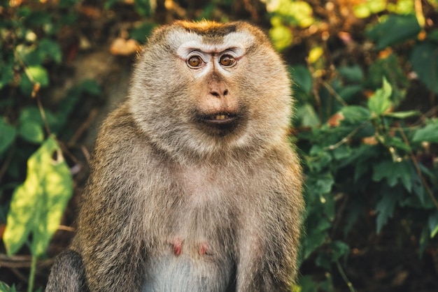 Monkey crabeating macaque in jungles Asia Thailand