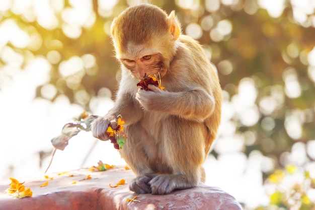 Monkey cub portrait. a little baby monkey eating a meal in nature in its natural habitat