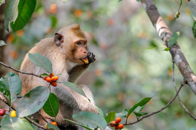 La scimmia mangia l'alimento sull'albero in tailandia