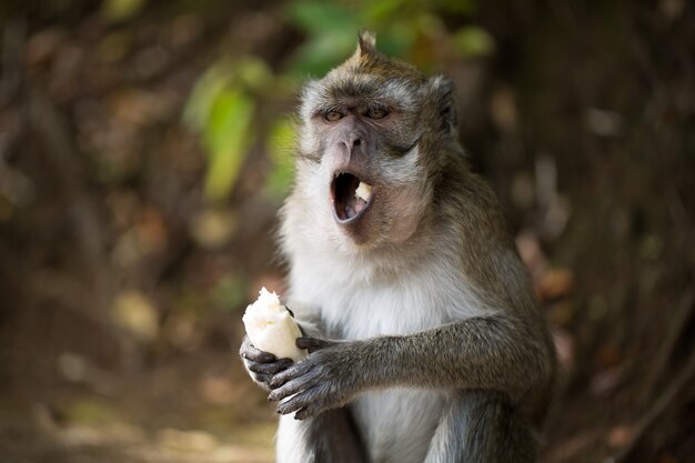 Photo monkey eating banana in nature