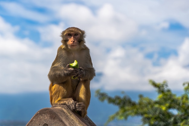 Monkey eating cucumber at the Swayambhunath temple or monkey temple in Kathmandu, Nepal. Stock photo.