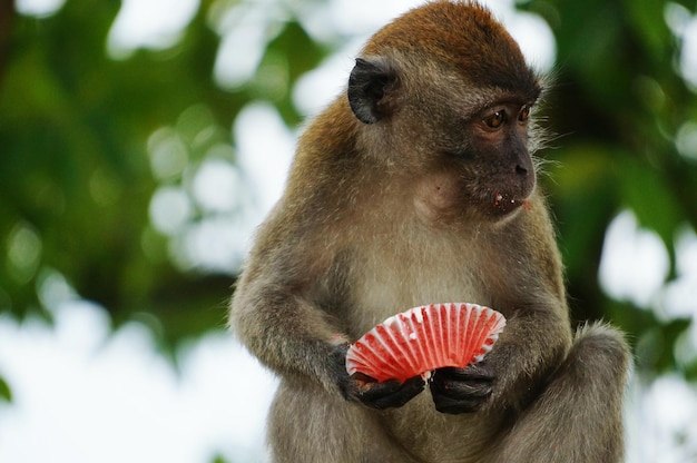 Photo monkey eating cupcake