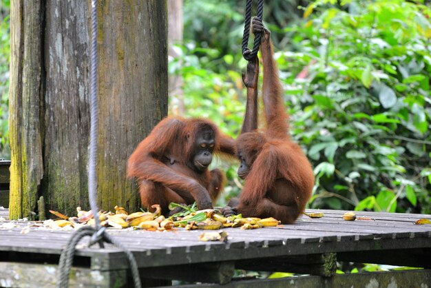 写真 森で食べ物を食べている猿