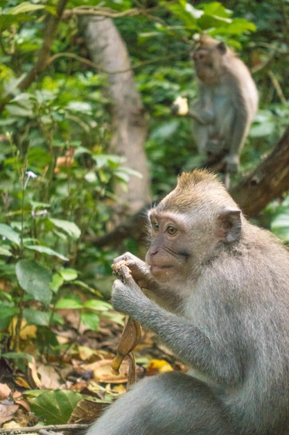 写真 外で座って食べ物を食べている猿