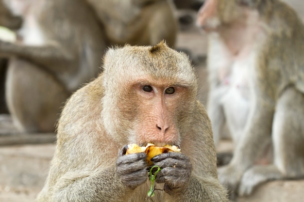 猿の森林公園で果物を食べる