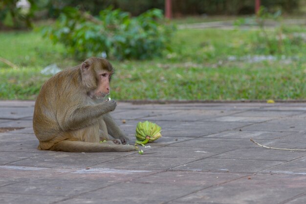 monkey  eating fruit and looking around