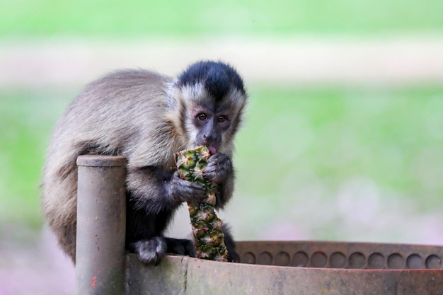 Monkey eating a pineapple in a bin