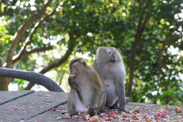 公園で果物を食べるサル