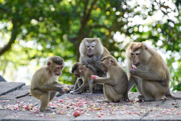 公園で果物を食べるサル