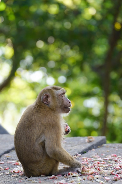 공원에서 과일을 먹는 원숭이
