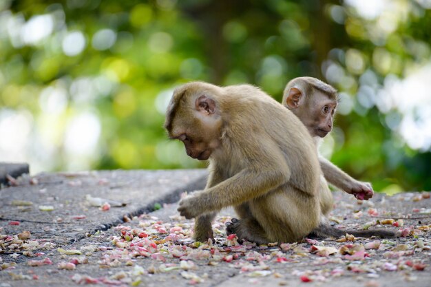 monkey eating some fruit in the park