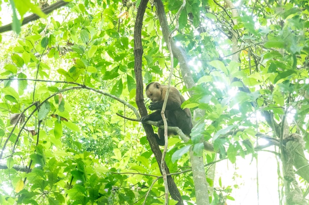 콜롬비아 Tayrona 국립공원에서 먹는 원숭이
