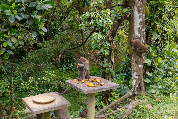 A monkey eats bananas