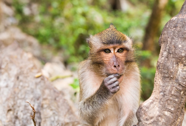 Monkey face close up