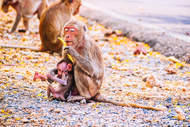 写真 猿の家族と母と子の野生動物の自然