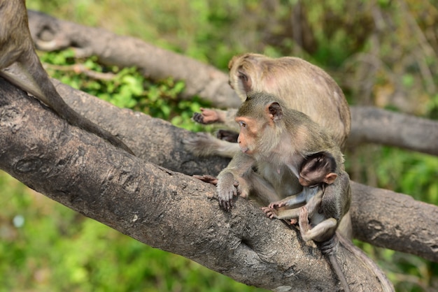 サルの家族は、人々が持ってきた食べ物を食べます。