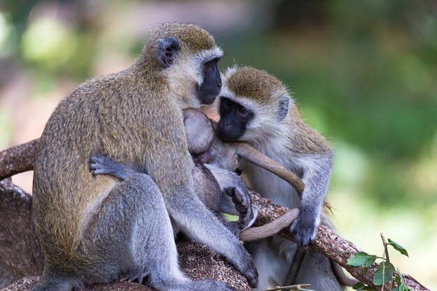 Monkey family feeding their little baby