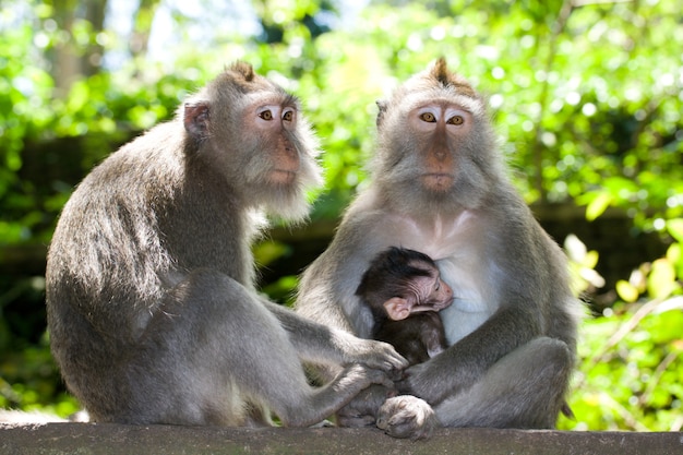 Photo monkey family - long tailed macaques