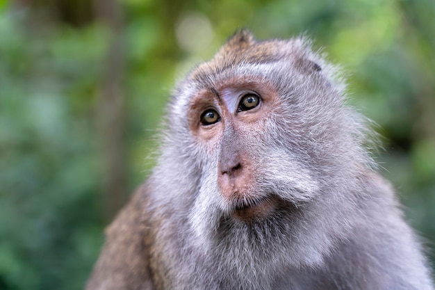 Monkey family at sacred monkey forest in Ubud, island Bali, Indonesia. Close up