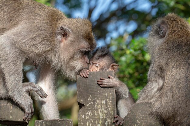 Monkey family in Ubud island Bali Indonesia Close up